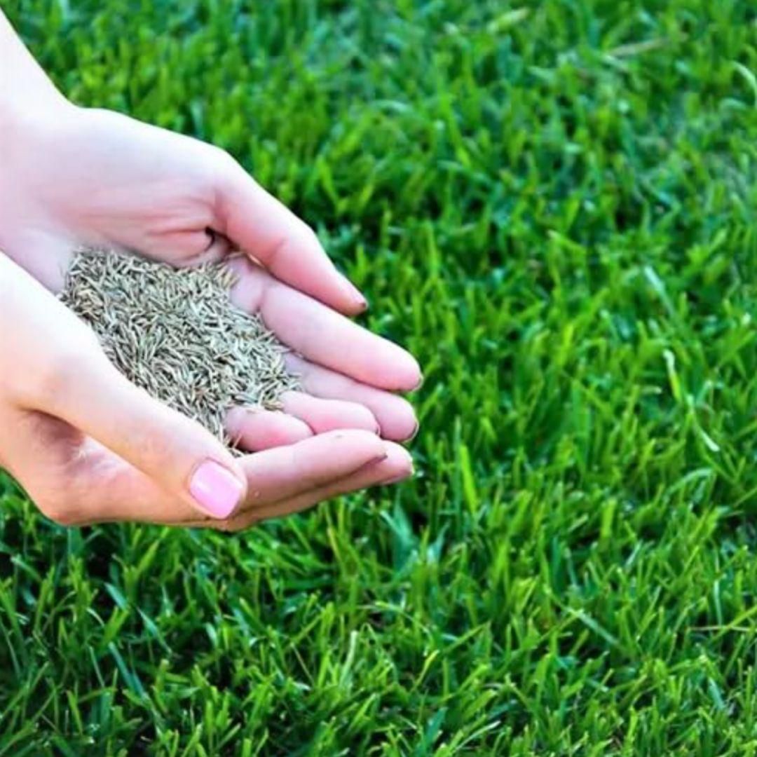 Hybrid Grass Seeds (Pack Of 100 seeds) (Pack of 1)