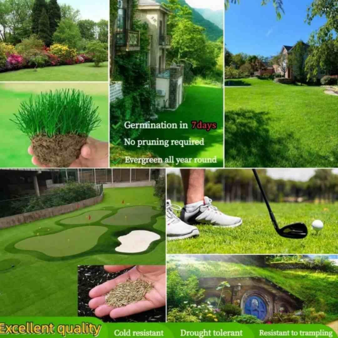 Hybrid Grass Seeds (Pack Of 100 seeds) (Pack of 1)