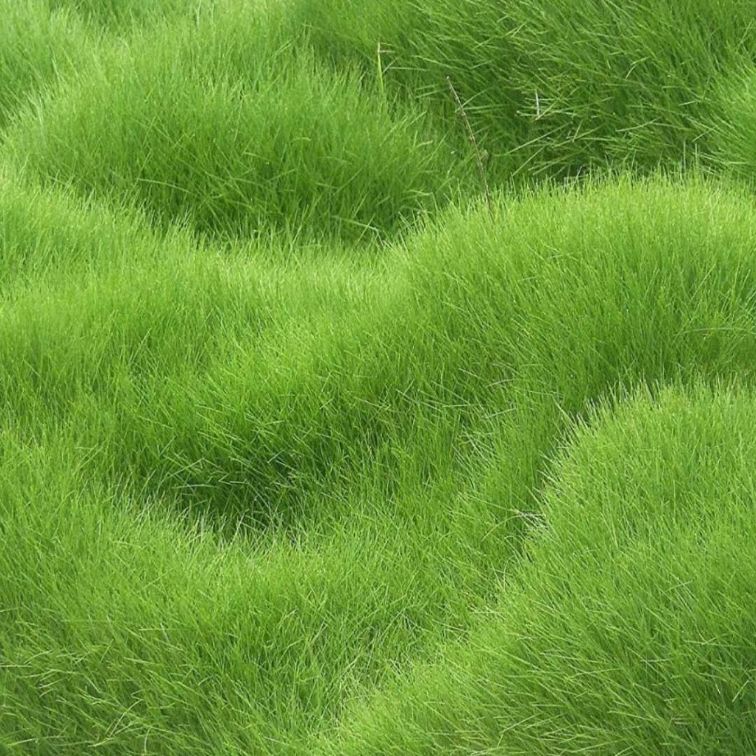 Hybrid Grass Seeds (Pack Of 100 seeds) (Pack of 1)